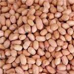 Java Peanut 60/70